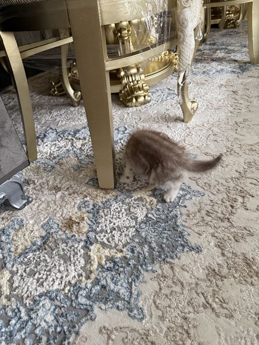 Скотиш фолд угил бола мушукча жуда уйинкаро кизикувчан