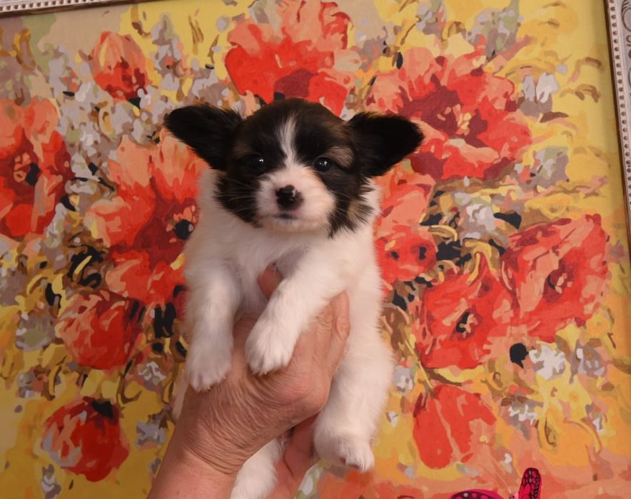 Щенки папийончики