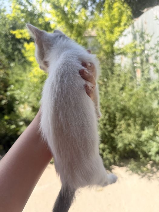 Котенок в добрые руки