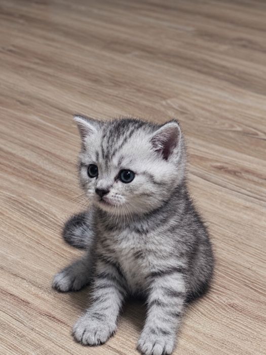 Продам котёнка 15000