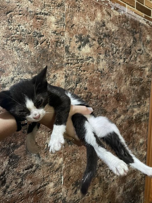 Котик ищет свой дом