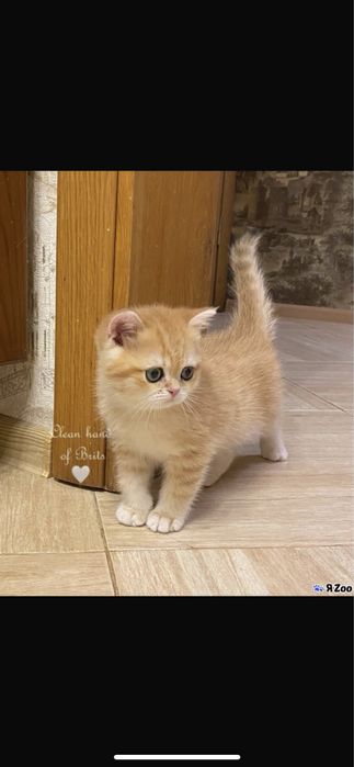 продаётся котёнок Scottish Fold (скотиш фолд)