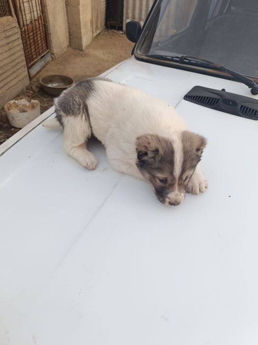 Щенок САО алабай