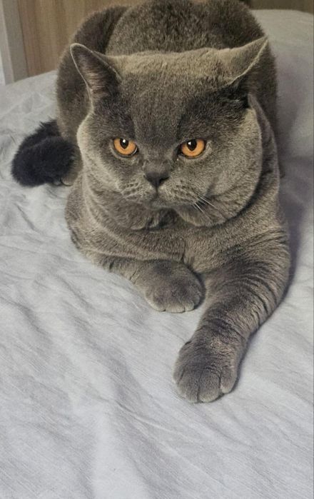 Вяска породистая