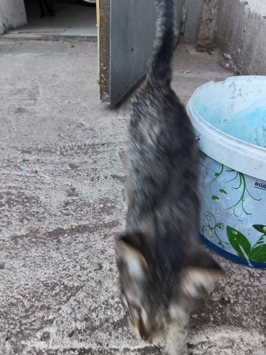 Отдам котят, мальчик и девочка бесплатно