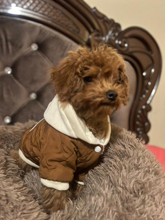 Парода Мальтипу 5 месяцев