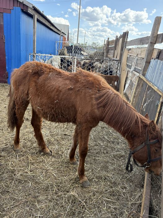 Продам ургашыыыыы