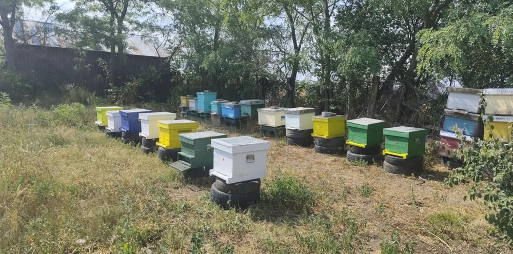 Vând cuti stupi 10 rame