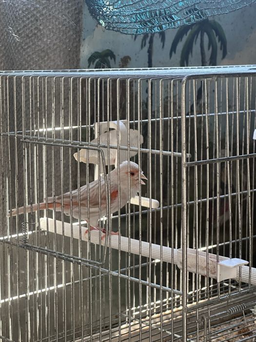 Canari de vanzare