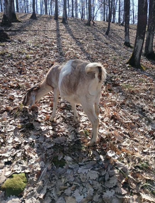 Vând capre AngloLubiane și Alpine Franceze