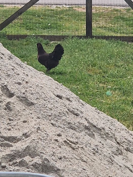 Gaini ameraucana