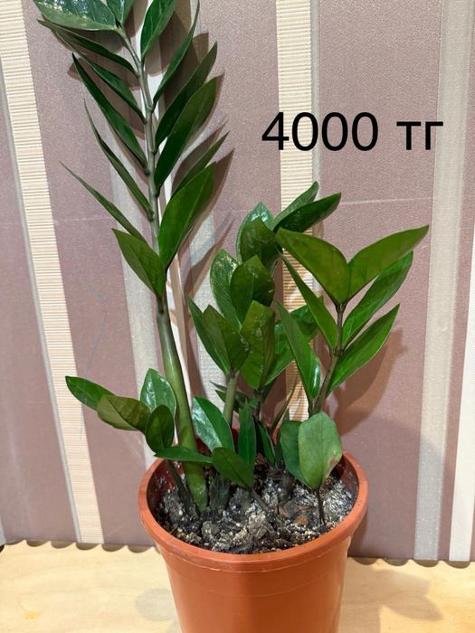 Комнатные цветы по хорошим ценам