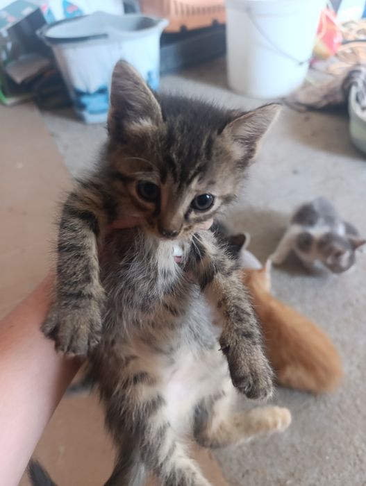 ПОДАРЯВАМ 6 котенца