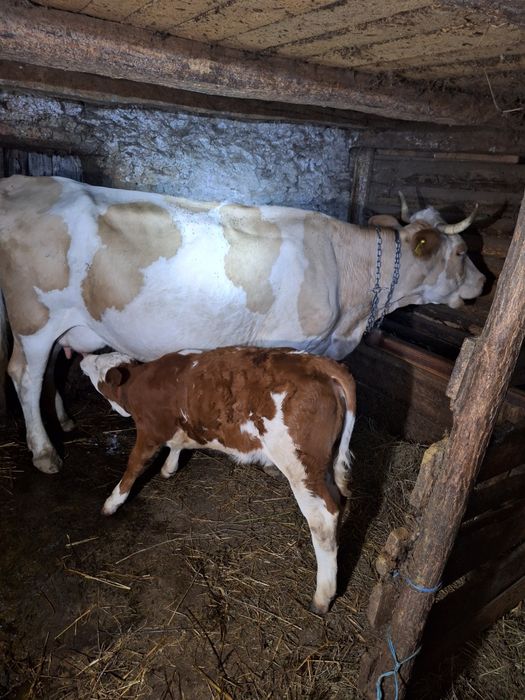 Vaca si vitel de vanzare