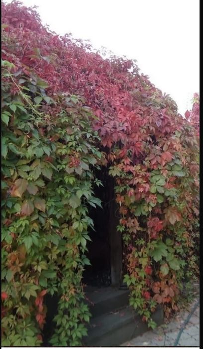 Декоративный девичи виноград