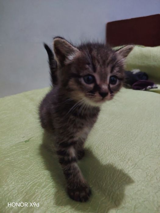 Продаются котята