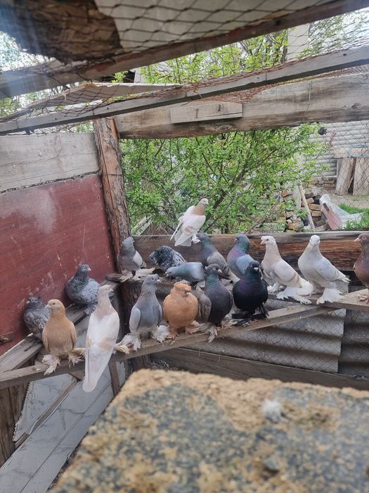 Продам голубей 19 штук