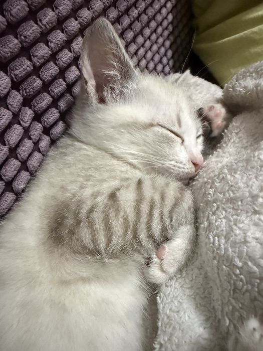 Котенок в добрые руки