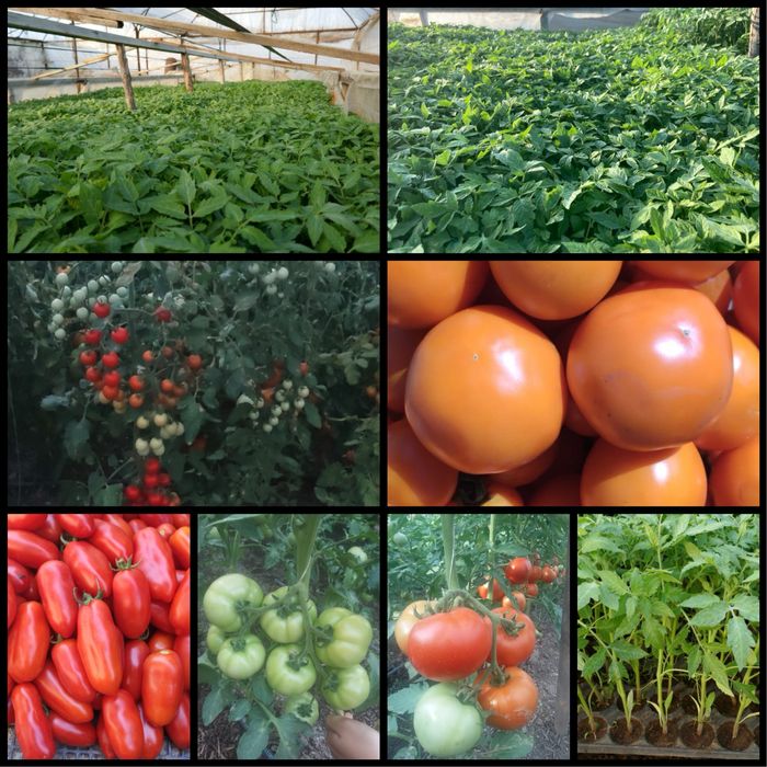 Rasaduri de legume la pret de producator! Rasad rosii, ardei, vinete