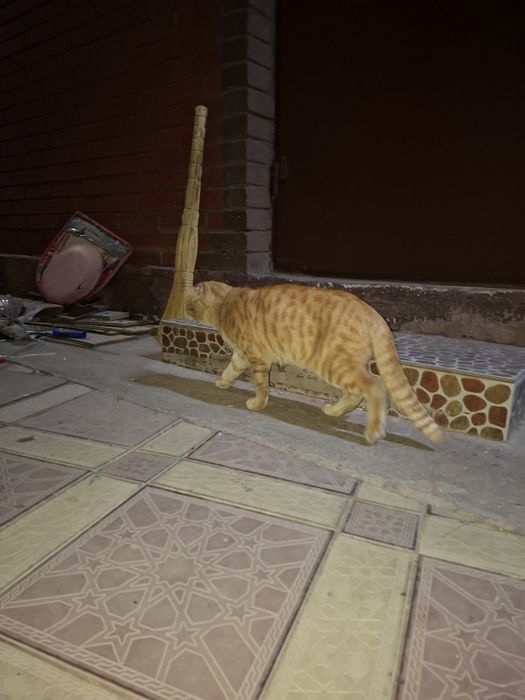 Продам рыжего кота, скоттиш фолд