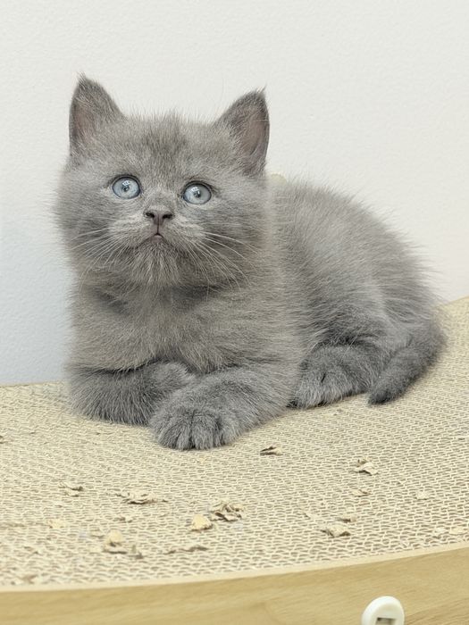 Продается котик британец