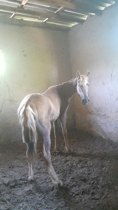 Дәу тайлар сатылады