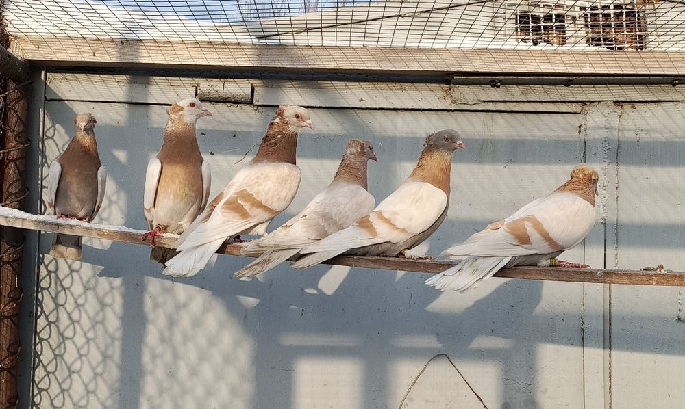 Бакинские голуби