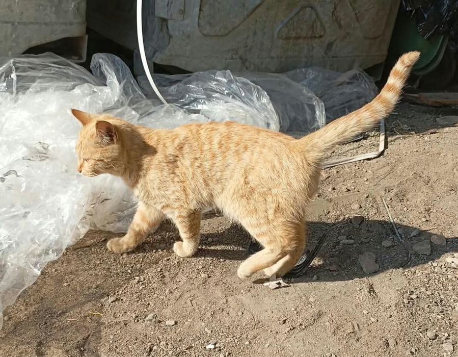 Котенок в добрые руки