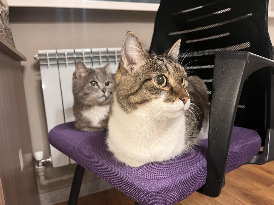 Индивидуальная передержка кошек