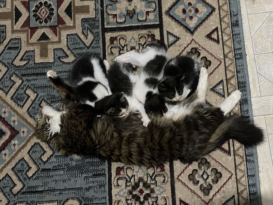 Мысықьың балалары котенки