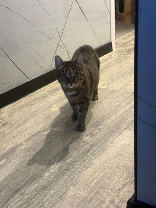 Отдам в добрые руки стерилизованную кошечку