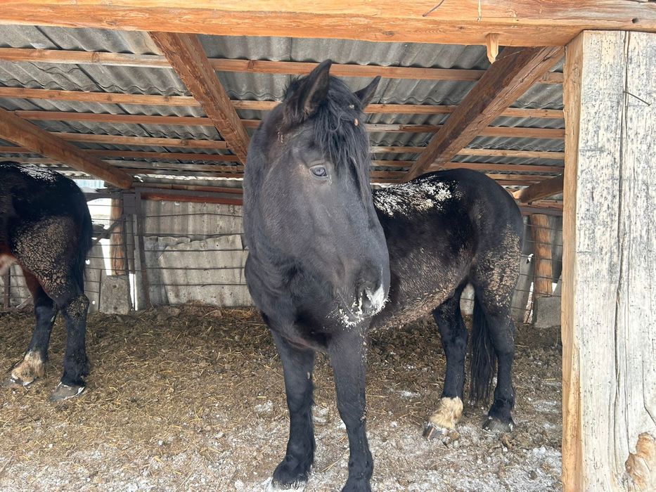 Продам кобылы тяжеловоз