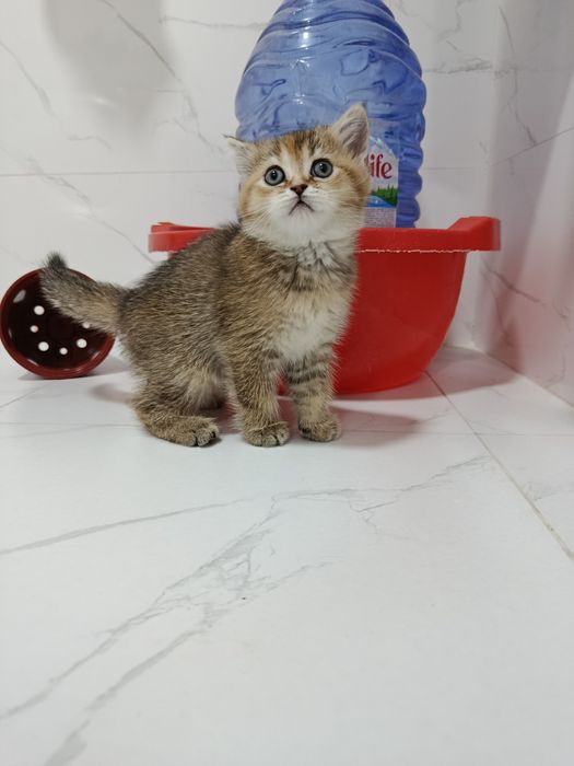 Продается кошечка скотиш страйт