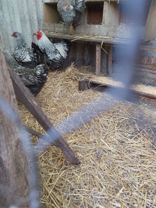 Vând cocosi wiandot