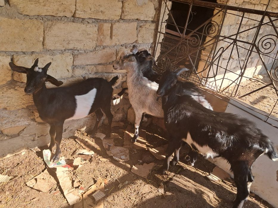 Сауын ешки, лактар сатылады