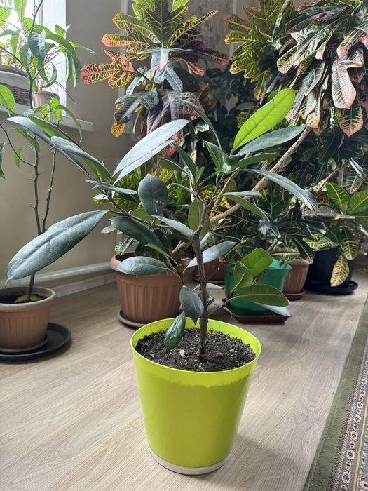 Растения для офиса и дома