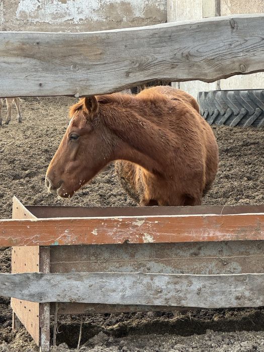Согым откормленых лощадей