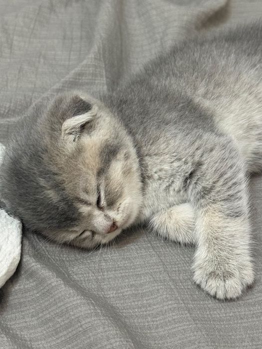 Продам котят шотландский