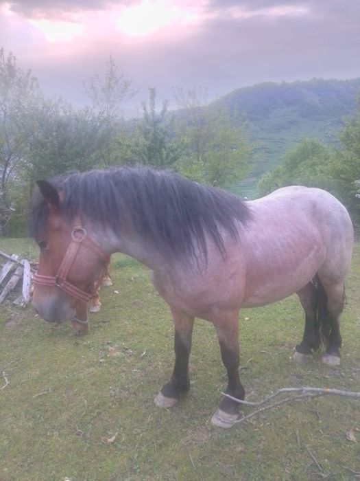 Armăsar pentru montă