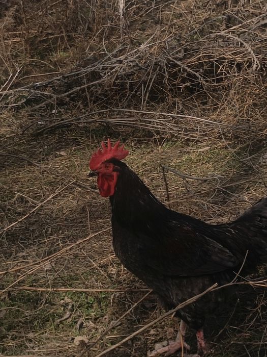 Продам домашних петушков возраст около года,