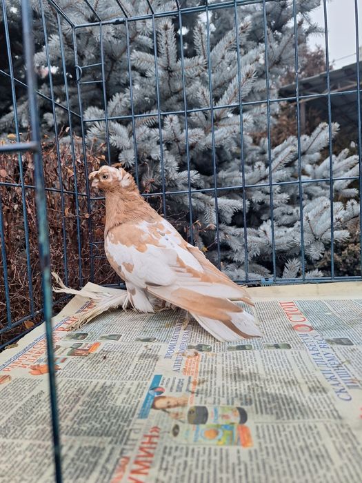 Продам молодого навата 2025