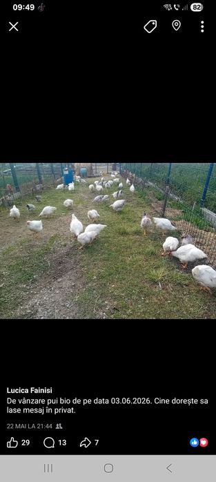 Puii de vânzare  carne și ouă