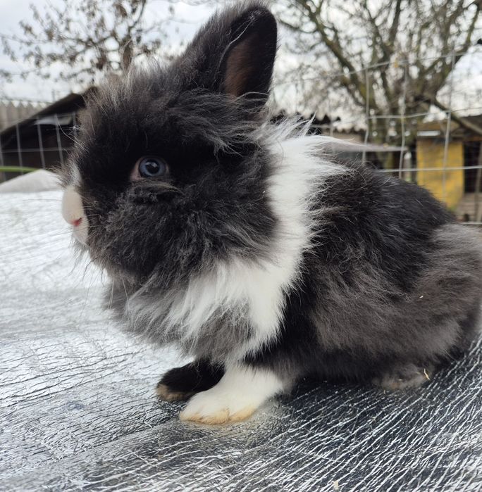 Iepuri cap de leu-mascul