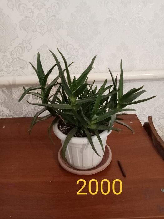 үй гүлдерін сатамын