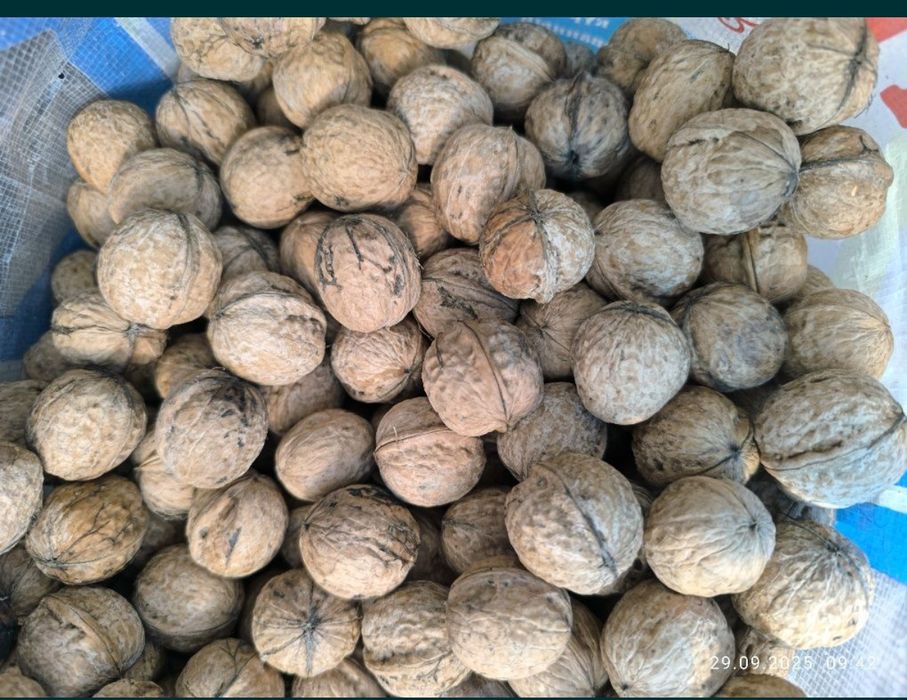 Дачные грецкий орех