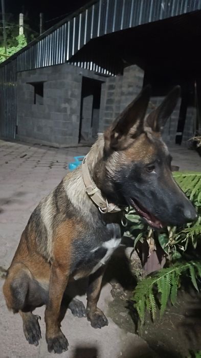 Пропала сабака Бельгииская овчарка