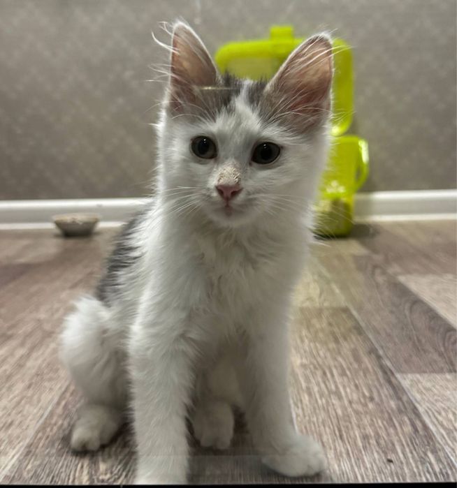 Котенок ищет дом