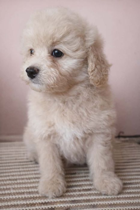 Дизайнерски кученца помапу.