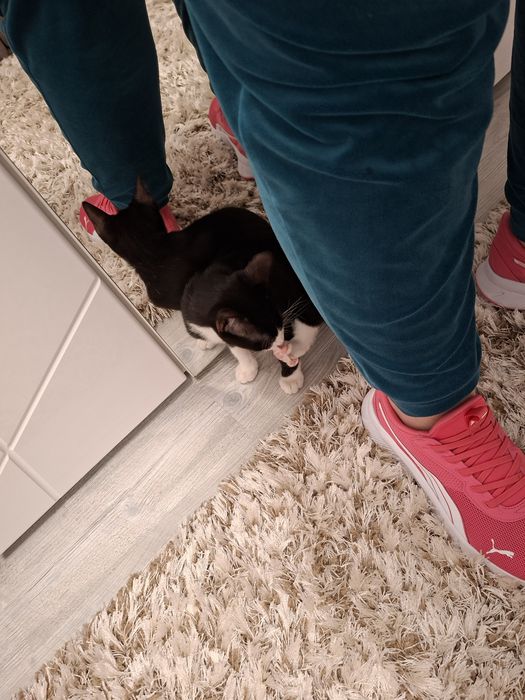 Adoptie motănel 3 luni