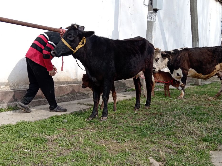 Ona bola bolasi buqa